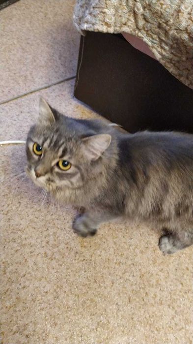 Кошке нужен дом! Срочно!