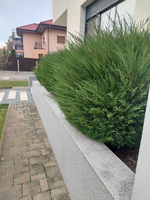 Servicii Profesionale Grădină: Defrișare, Tăiere Pomi, Gazon!