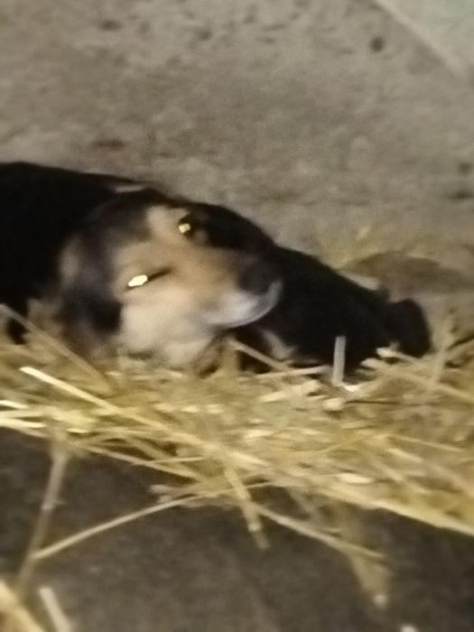 Dau spre adoptie 5 căței frumoși și iubitori