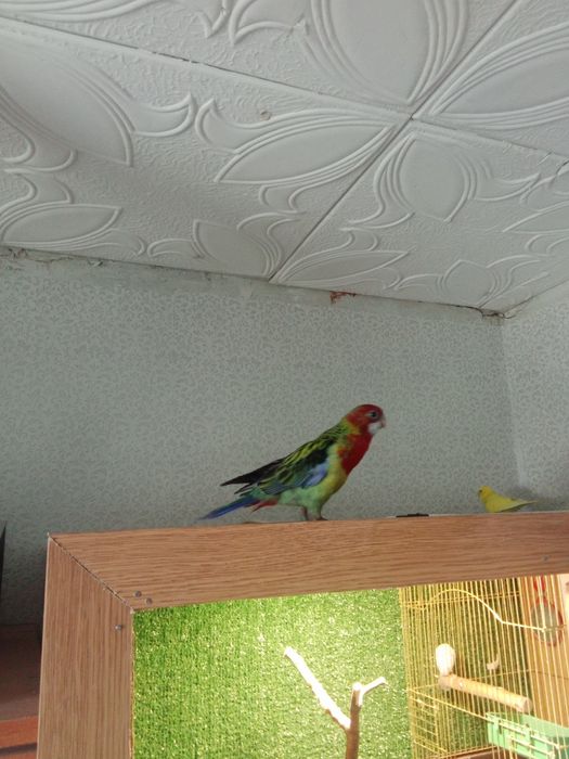 Продам Розелу 1шт цена 55000