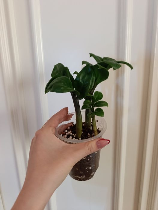 Замиокулькас Зензи