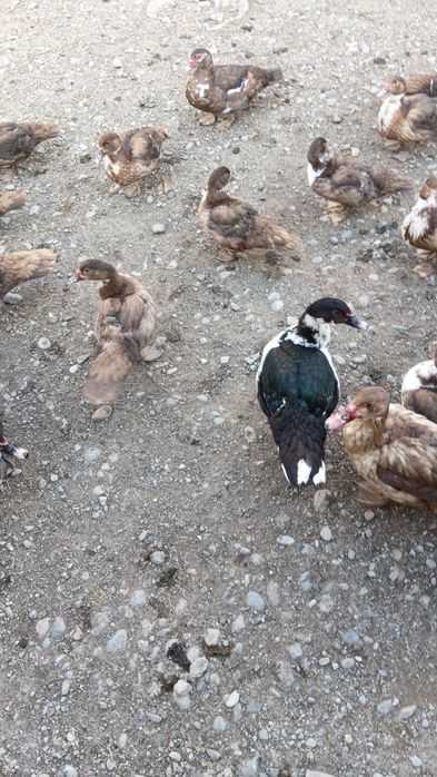 Шипун үйректері сатылады