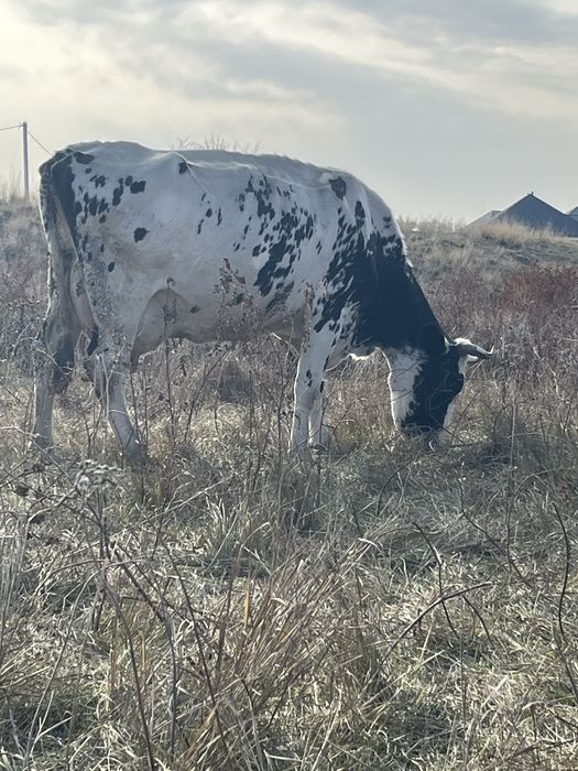 Сиыр сатылады сүтті 20-25 литр сүті бар