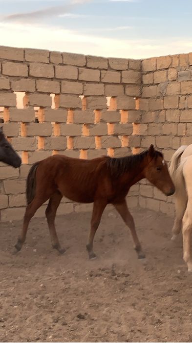 Жабагылар сатылады