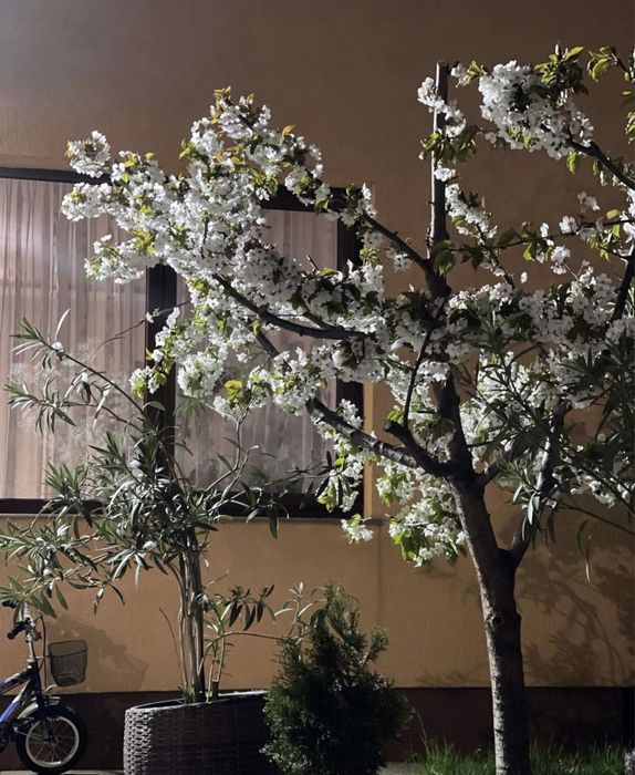 Gazon si sistem de irigatii