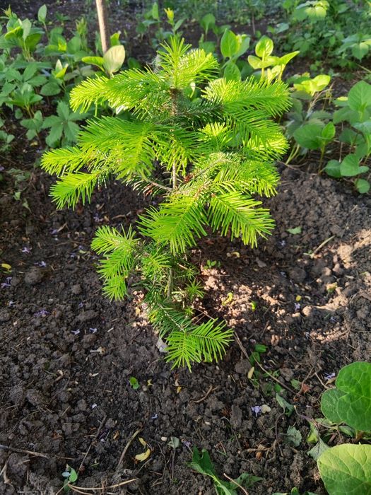 Пихта. Продам саженцы Пихты.