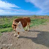 Vaca baltata Românească cu vitel în burta