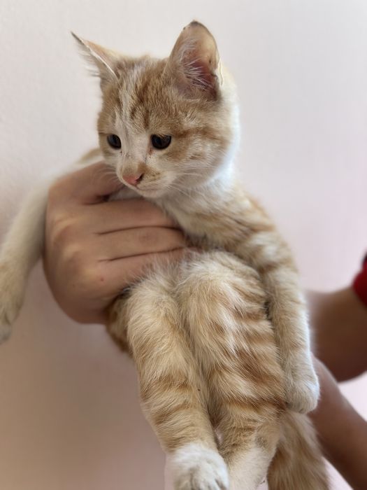 Бесплатно котёнок кошка пишак