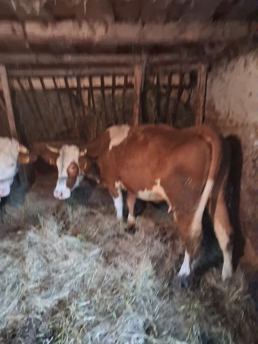 Vaca de vanzare mehadica