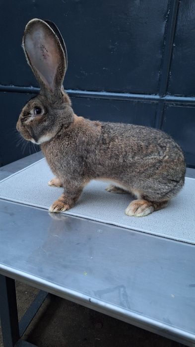 Mascul urias german gri