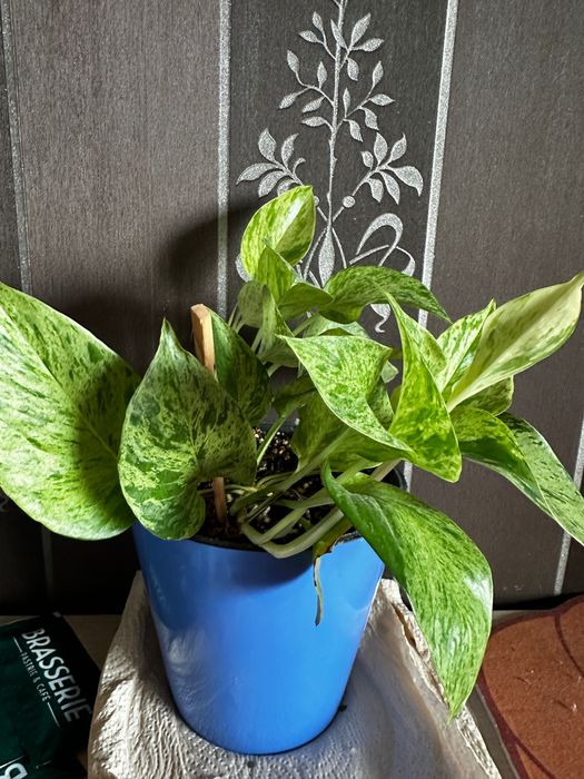 Цветы очищающие воздух живые