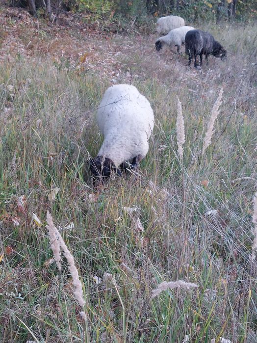 Vand oi de carne, metis si țurcane