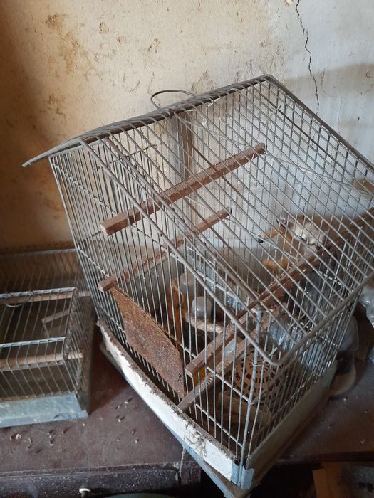 Colivii canari,papagali,