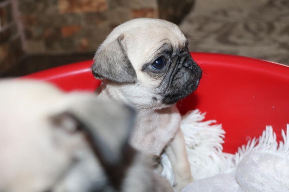 Vand Pug Mops Carlino