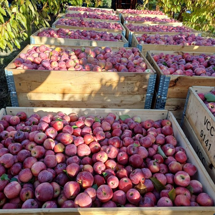 3,5 lei florina și 3lei golden angro