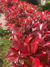 Photinia Red Robin 60-80 cm