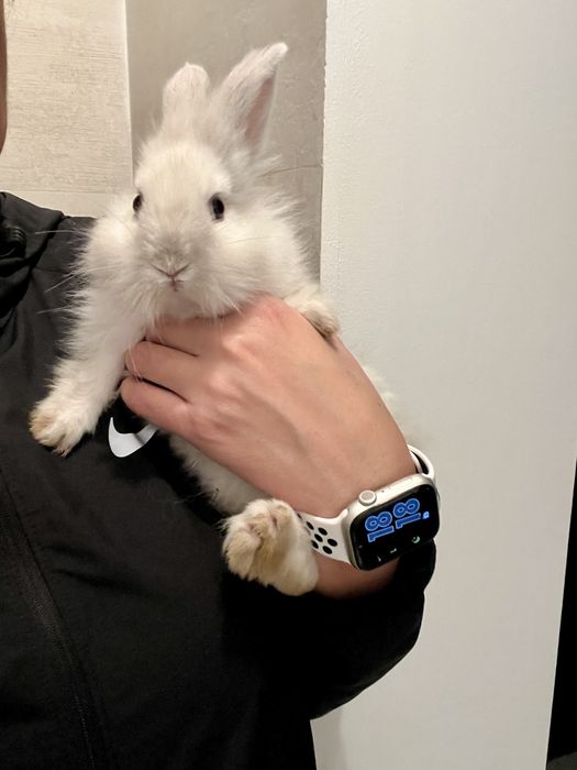 Iepure pitic , varsta 2 luni ( fetita)