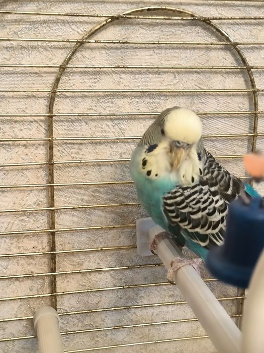 Продам волнистого попугая