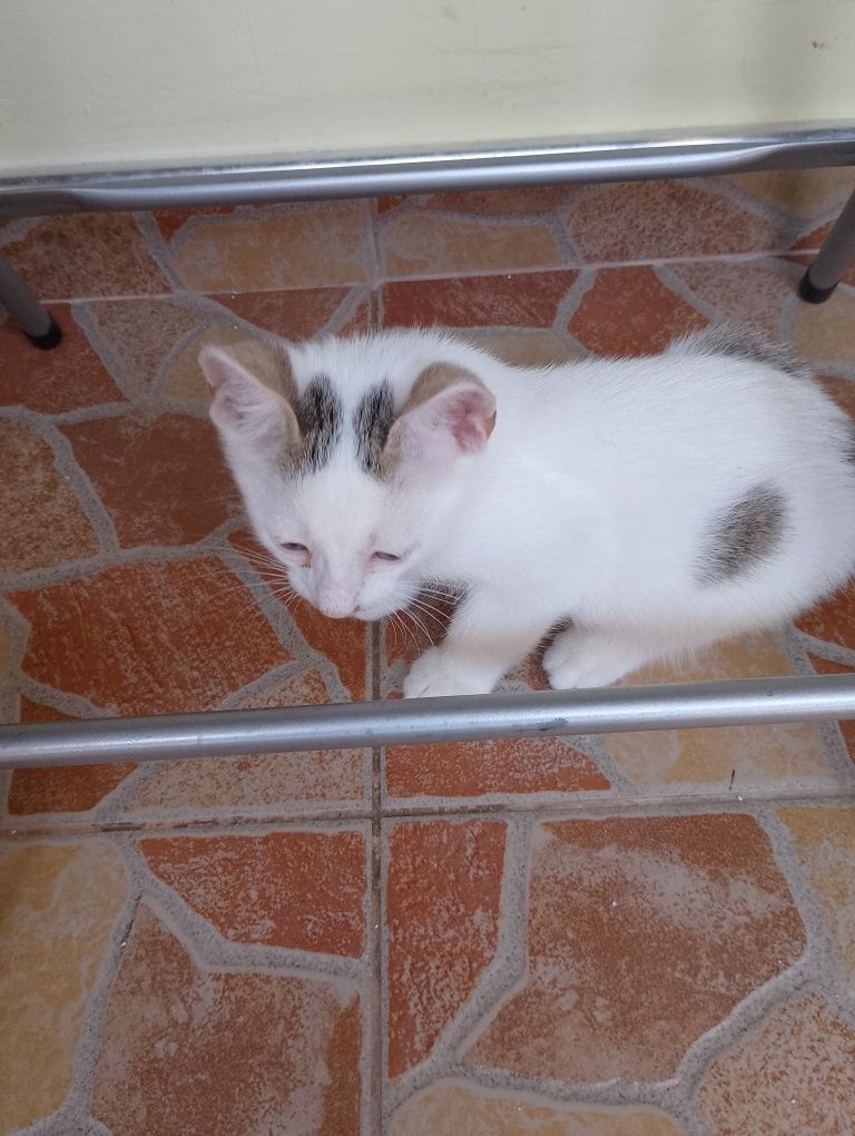 Подарявам малки котенца