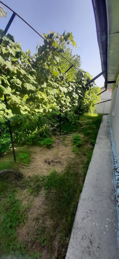 Vand casa, proprietar, oras Pascani
