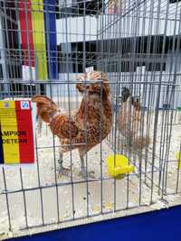 Oua incubație găini paduana chamois
