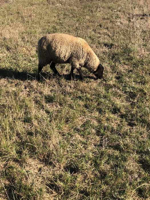De vânzare doi berbeci suffolk tineri .