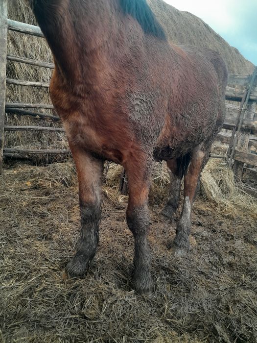 Продам жеребчика