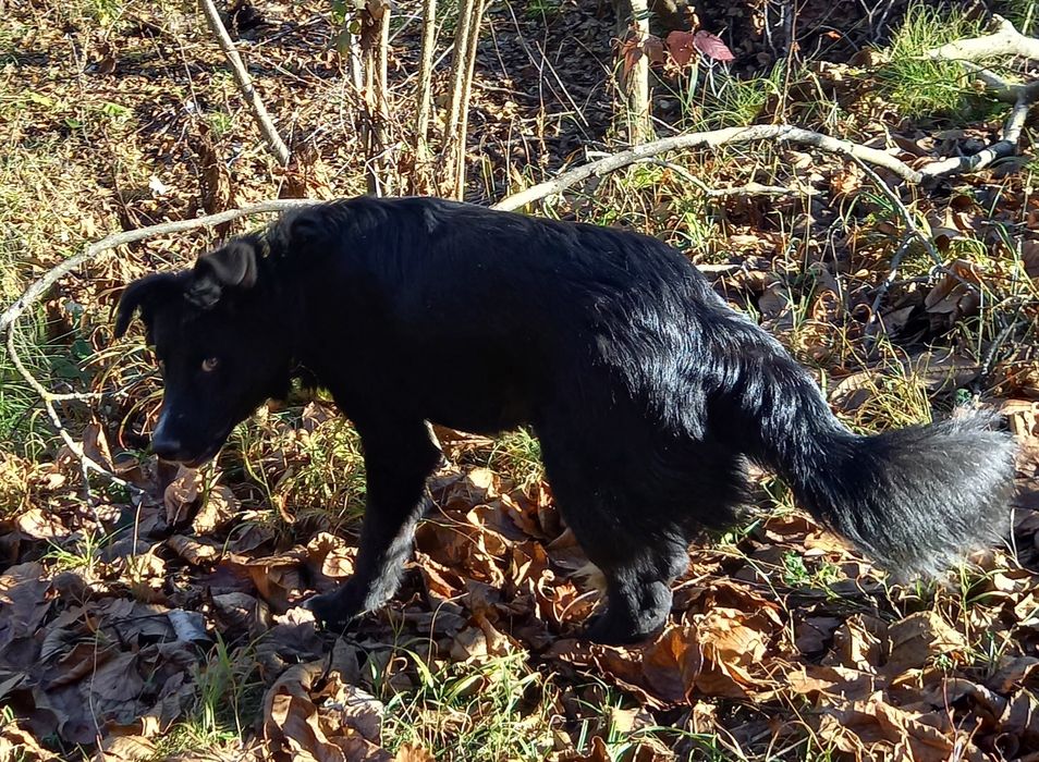 Adoptie catel sase luni