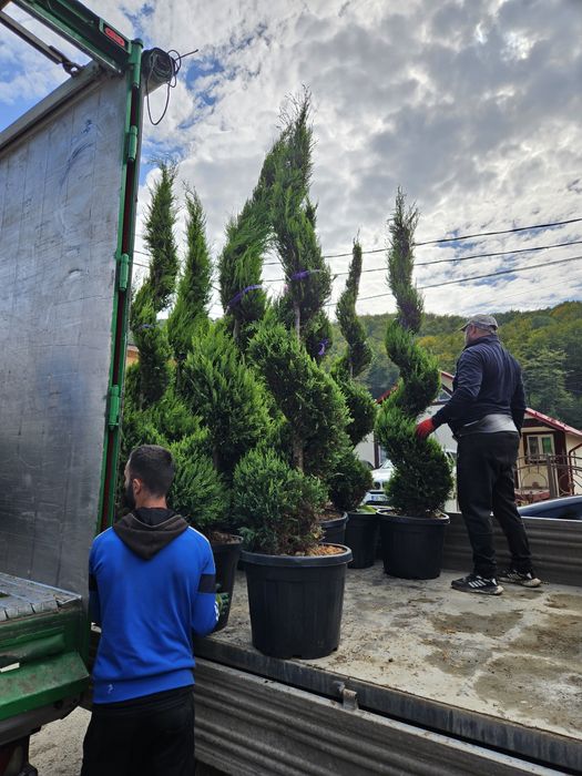 (Spirală) (pom pon) toate dimensiunile Transport gratuit