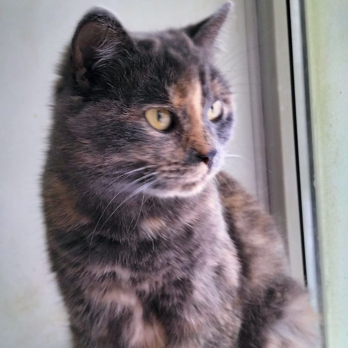 Кошечка ищет дом