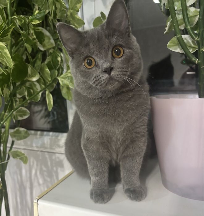 Продам котика,британца