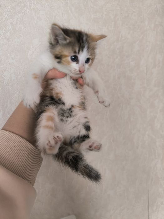 Котята бесплатно г.Шу