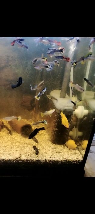 Pești guppy mix de vânzare