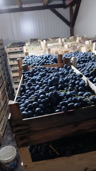 Ceasla, Striguri de masa, Camera frigorifica, Panciu, Vrancea, direct
