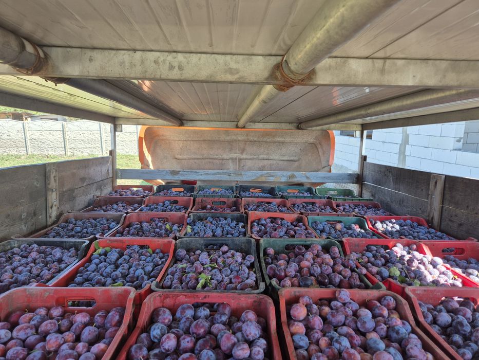 Prune de excepție cu un randament superior preț de producător!