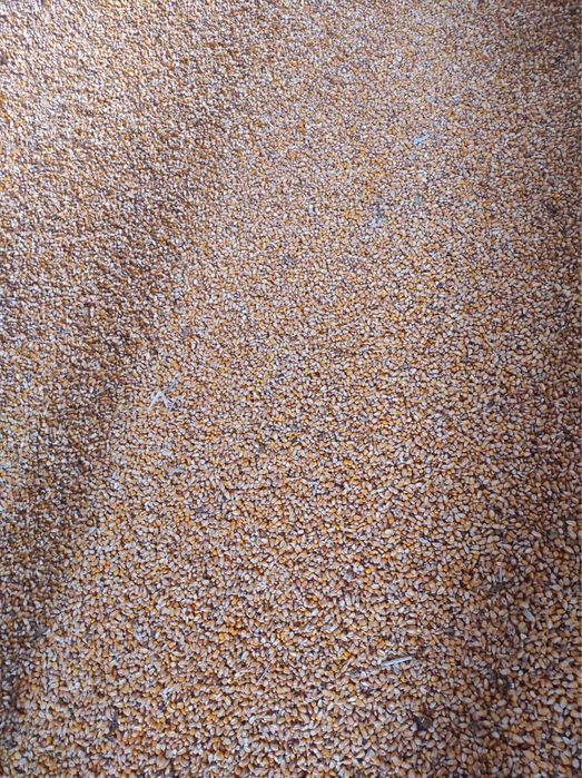 Vand porumb recolta 2025