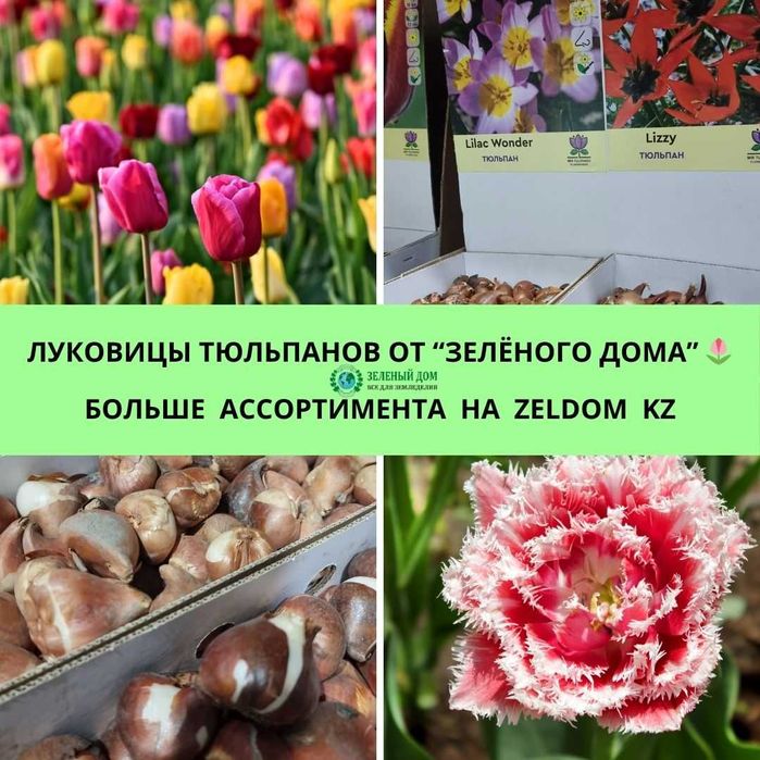 Луковицы тюльпанов нарциссов гиацинтов