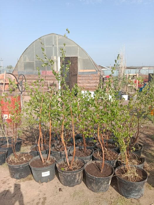 Қайың сатылымда/ На продаже береза