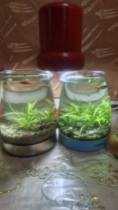 Аквариум-чайник 2 штуки по 2500.