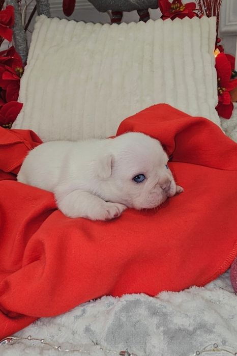 Bulldog francez Platinum Pink