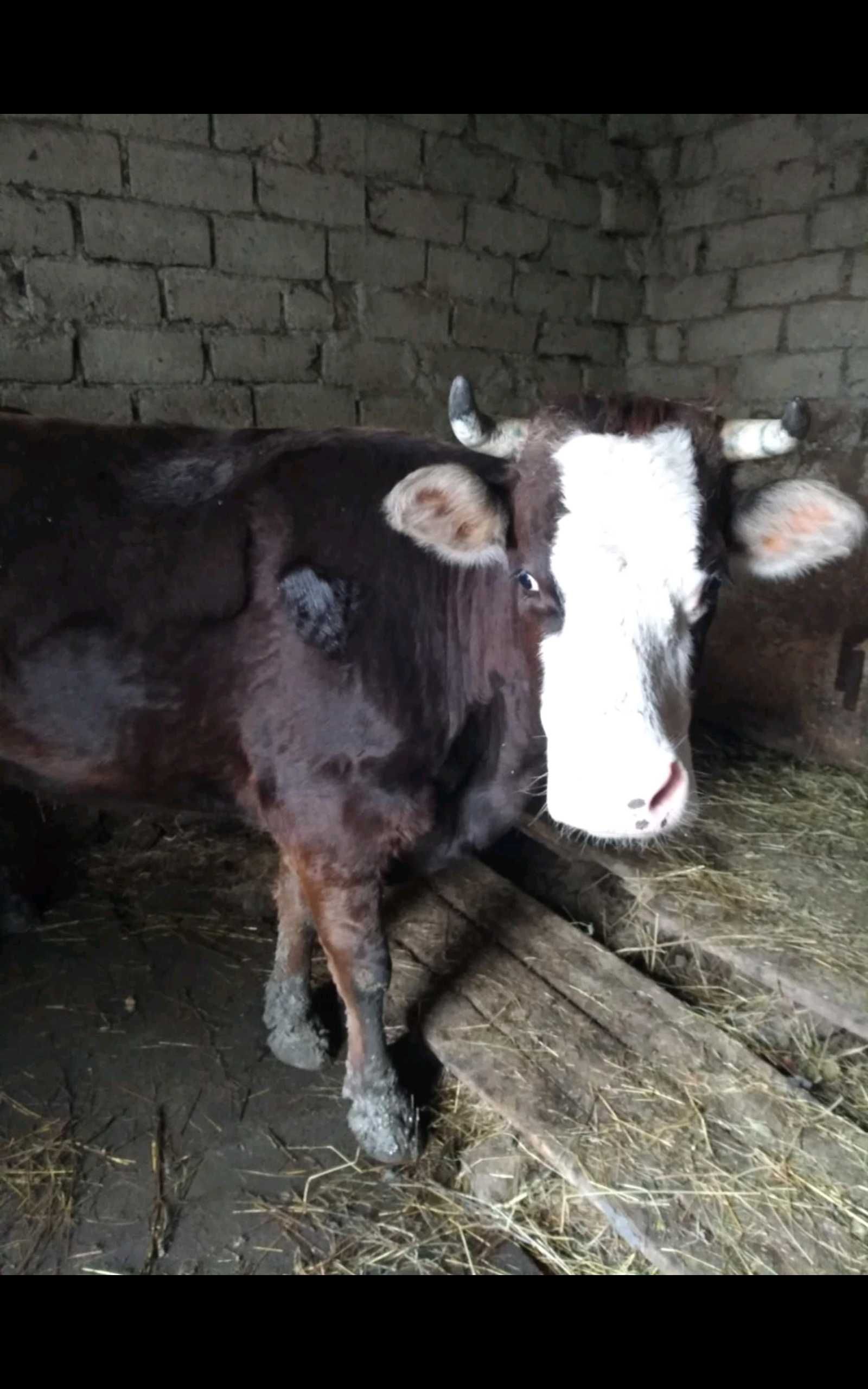 Vaca de vânzare la prima fatare cu sau fara vitel.