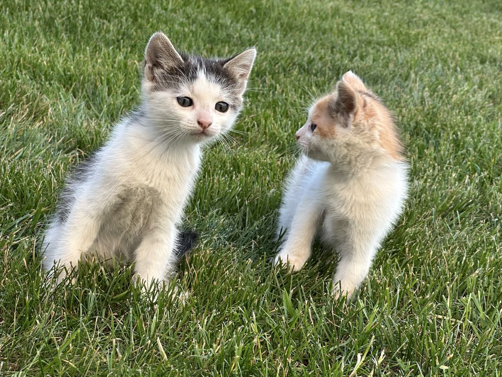 Donez spre adoptie Pisoi pisici ghemuri cu blanita jucause
