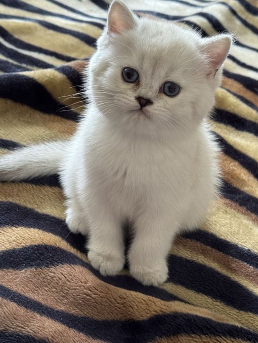 Котята мушук боласи