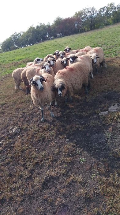 Vând Animale ce se vede