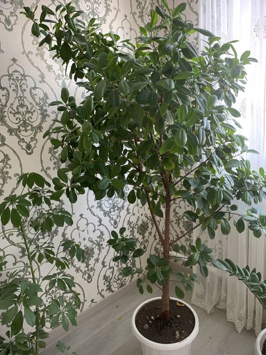 Комнатный цветок