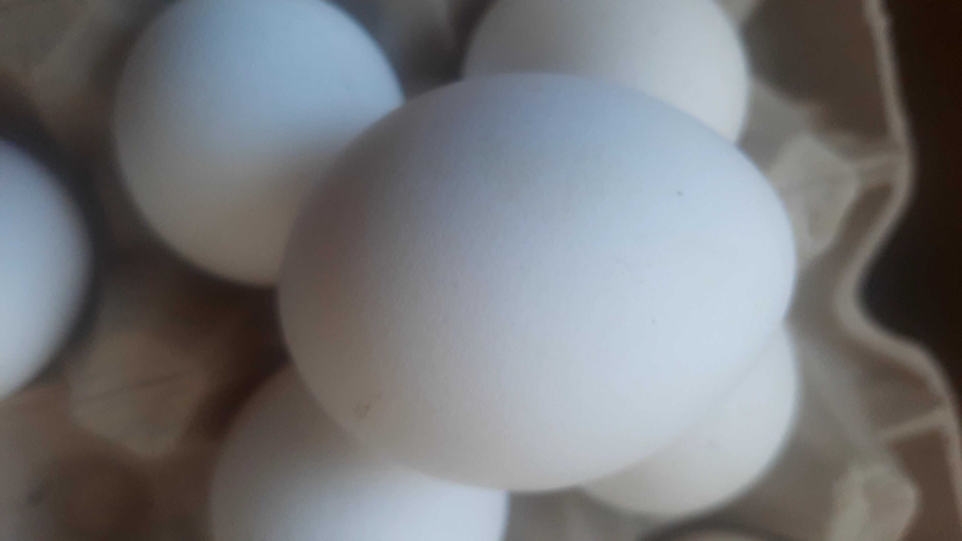 Продавам домашни яйца от бял легхорн