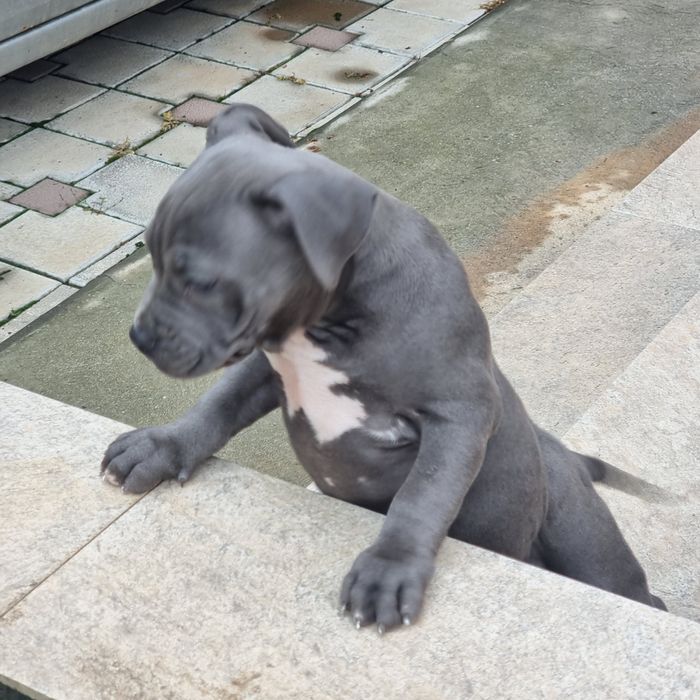 American Staffordshire Terrier (Amstaff)
, puiul va părăsi cuibu