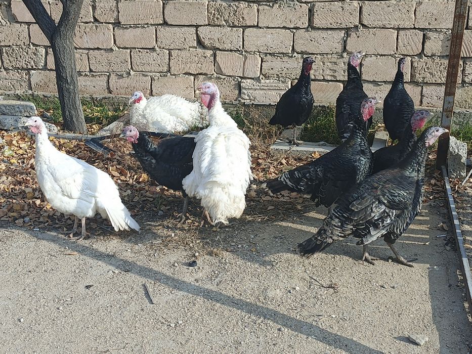 Үндіктер сатылады