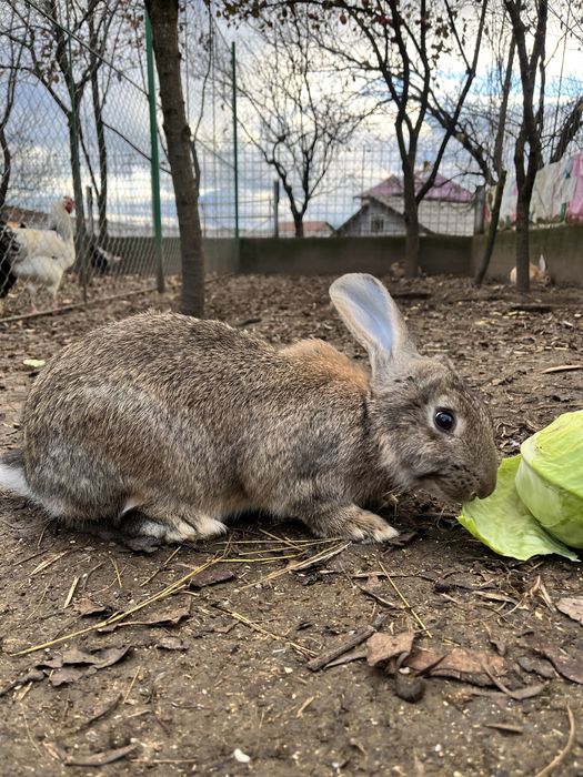 Iepuri Urias german berbec german