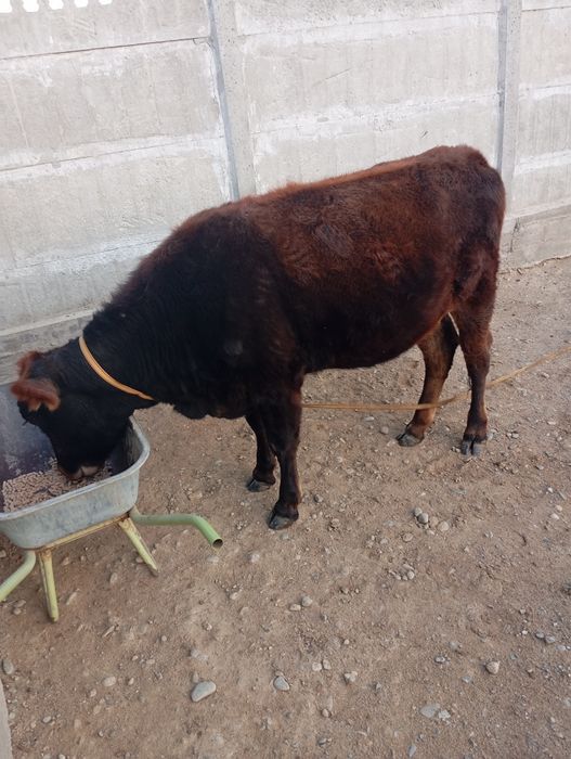 Телка стельная двух годовалая